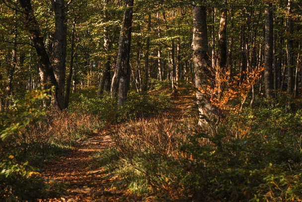 Autumnal forest with colourful trees - Zdjęcie, obraz