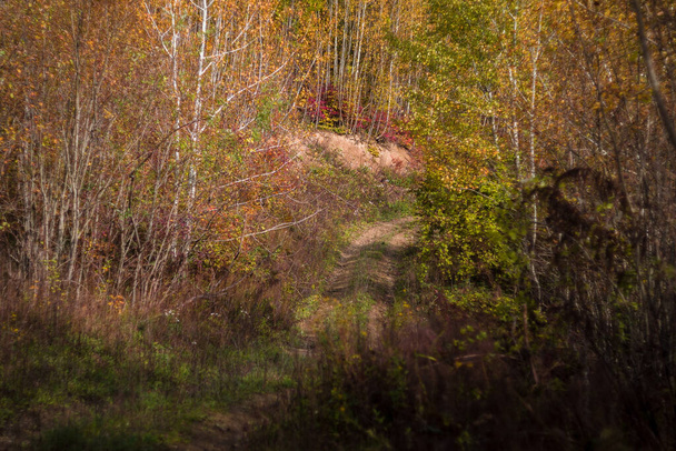 Autumnal forest with colourful trees - Foto, Imagen