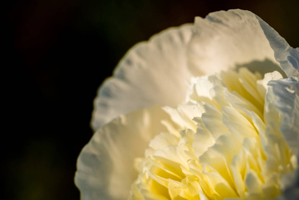 blanco flor amarilla en un verde
 - Foto, imagen