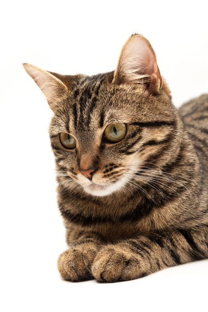 Внутренний египетский полосатый котёнок. Симпатичный молодой красный кот изолирован на абстрактном размытом белом фоне. Домашние животные, ветеринарная и рекламная концепция. Подробный студийный крупный план
 - Фото, изображение
