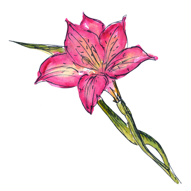 Yellow, pink, red Alstroemeria with green stem and leaves - hand-drawn watercolor illustration - 写真・画像
