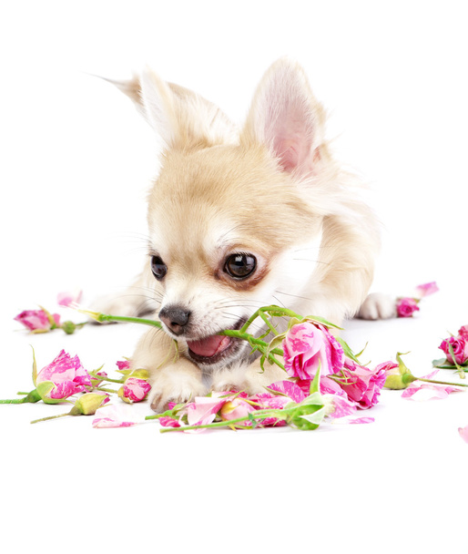 Adorable chihuahua puppy with roses - Fotó, kép