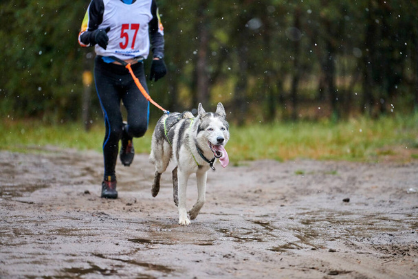 Canicross hond mushing race - Foto, afbeelding