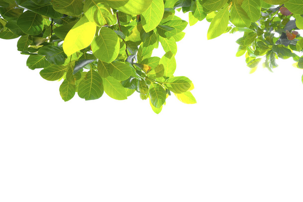 Aasialaiset trooppiset vihreät lehdet, jotka eristetään valkoisella taustalla
  - Valokuva, kuva