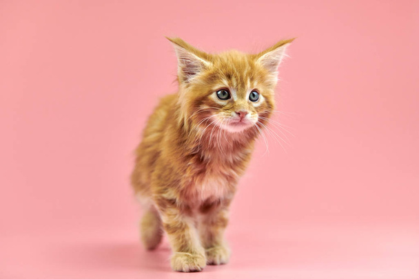 Мейн Кун кошеня
 - Фото, зображення