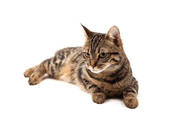 Domestic Egyptian striped kitten. Cute young red cat isolated on abstract blurred white background. Indoor pets, veterinary and advertising concept. Detailed studio closeup - 写真・画像