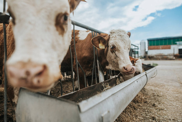 Beaucoup de vaches mangent du foin dans l'immense ferme, concept agricole
 - Photo, image