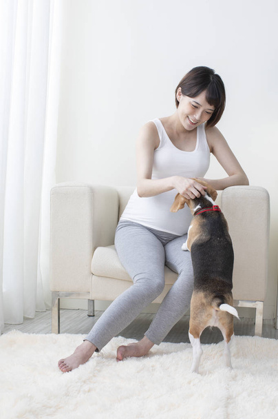 Young pregnant Asian woman playing with her dog - 写真・画像