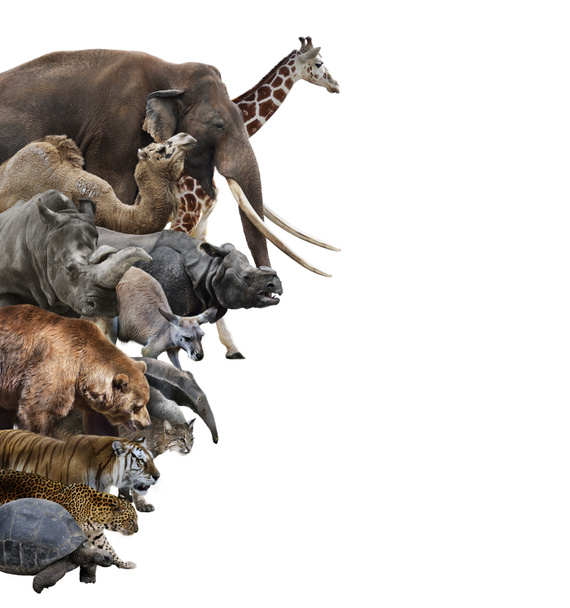 collage de animales salvajes
 - Foto, imagen