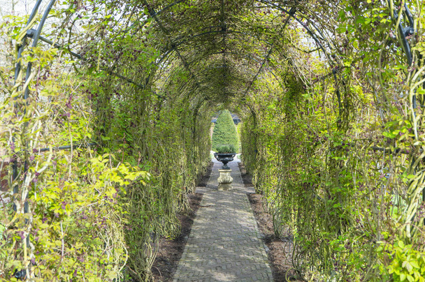 Green tunnel in the park of Amsterdam. - Photo, image