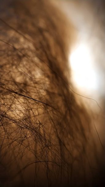 El pelo crudo de perro camello llama es blanco beige resaltado desde abajo
 - Foto, imagen