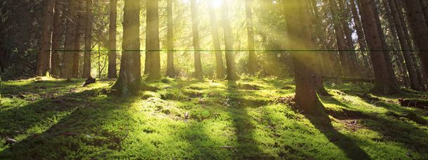 A fenyőerdő fáin süt a nap.. - Fotó, kép