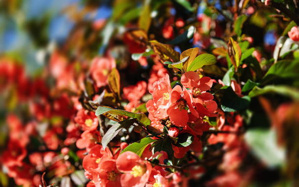 Japanese quince flowers - Photo, Image