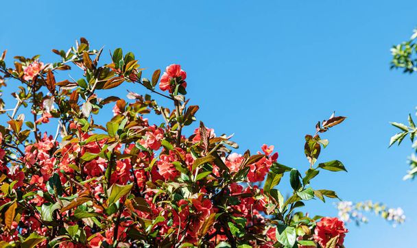 Japanische Quittenblüten - Foto, Bild