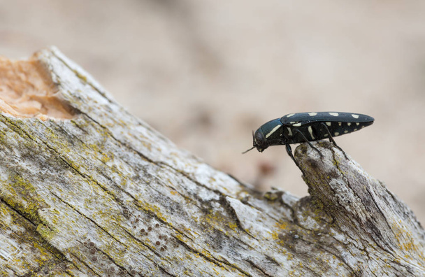 Besouro-de-jóia, Buprestis octoguttata em casca de pinheiro
 - Foto, Imagem