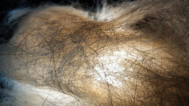 Raw materials for production. Dog camel hair close-up macro - Photo, Image