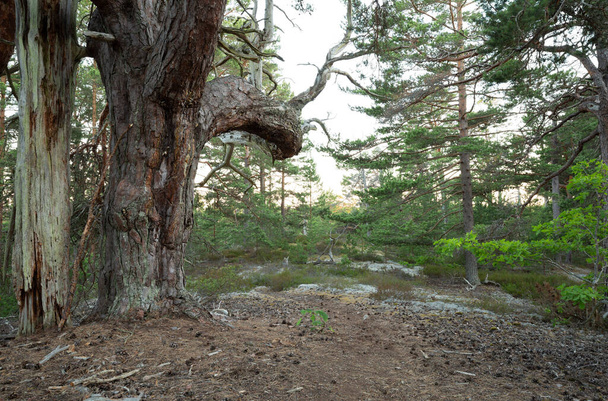 Oude dennenboom in een ongerept bos in een natuurreservaat in Zweden, een belangrijke habitat voor veel verschillende diersoorten - Foto, afbeelding