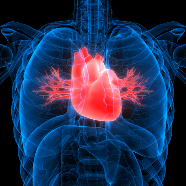 Órgano Interno Humano del Corazón con Sistema Circulatorio Anatomía Rendimiento de rayos X 3D
 - Foto, Imagen