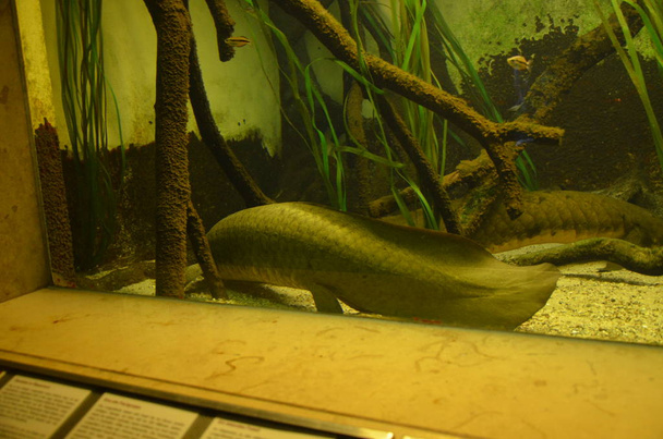 Tropische Fische im Aquarium, Frankfurt am Main) - Foto, Bild