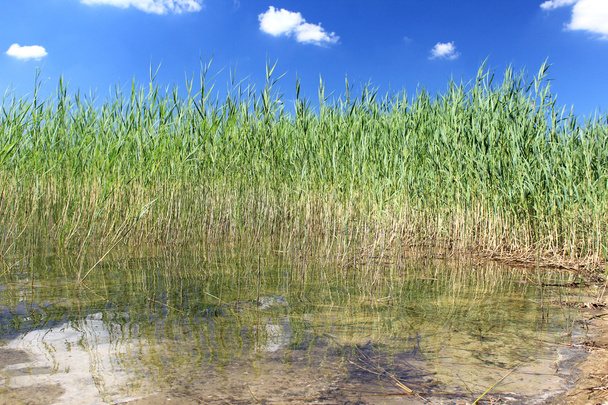 Reflected Reeds - Photo, Image