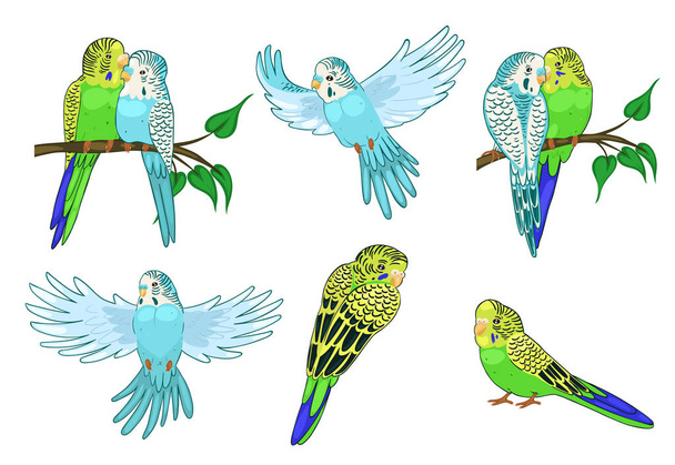 Set of budgies isolated on white background. Vector graphics. - Vector, Image