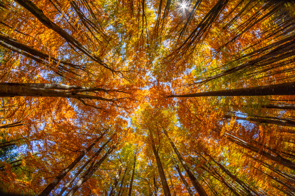 Schöne Aussicht auf einen Wald mit Bäumen und Laub Herbstblätter, sfanta ana, Harghita County, Rumänien - Foto, Bild
