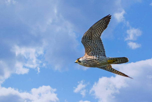 Primo piano di Pigeon Hawk in volo
 - Foto, immagini