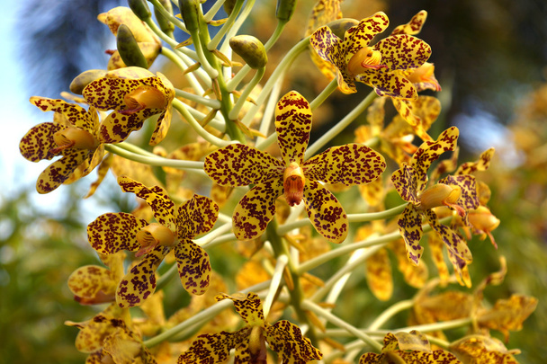 größte Orchidee der Welt "Leopardenblume" wissenschaftlicher Name: gr - Foto, Bild
