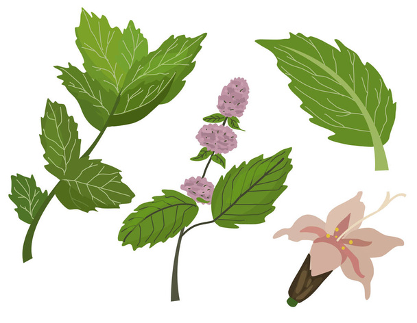 Свіжий зелений чай навесні і листя м'яти набір і м'ятні квіти. Векторні ілюстрації рослини на ізольованому фоні. Епс 10
 - Вектор, зображення