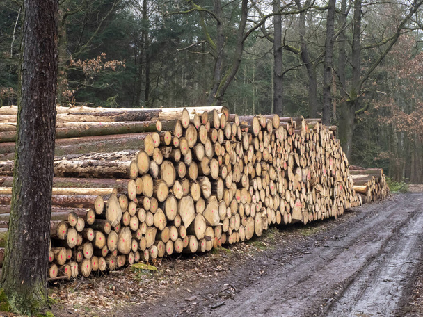 Drewniane kłody z lasem na tle / pnie drzew wyciętych i ułożonych na pierwszym planie, zielony las w tle  - Zdjęcie, obraz