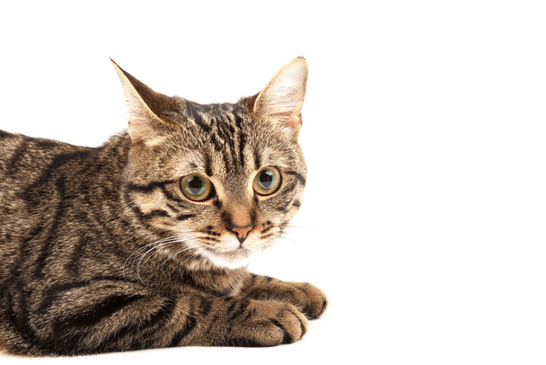 Хатня єгипетська смугаста кошеня. Маленький червоний кіт, ізольований на абстрактному розмитому білому тлі. Внутрішні тварини, ветеринарна та рекламна концепція. Detailed studio closeup - Фото, зображення