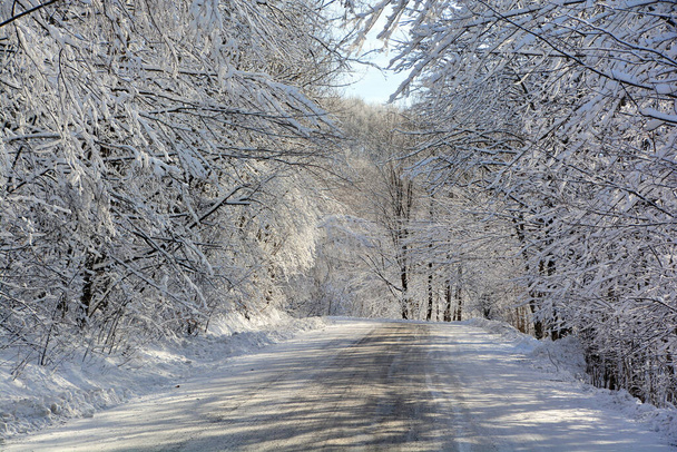 зимовий пейзаж з засніженими деревами
 - Фото, зображення