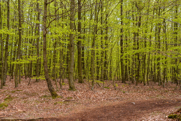 Misty spring beech forest in a nature reserve in southern Sweden, selective focus - Foto, Imagem