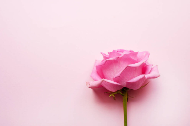 One pink rose on a pink background. Valentine's Day - Foto, Imagem
