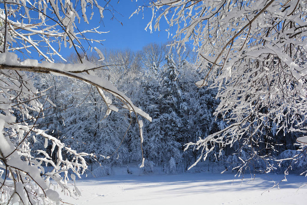 χειμερινό τοπίο με χιονισμένα δέντρα - Φωτογραφία, εικόνα
