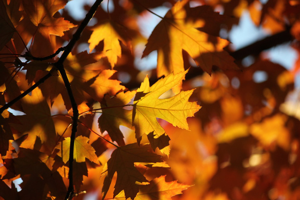 ağaçlar ve renkli bir gösteri yaprak düşer - Fotoğraf, Görsel