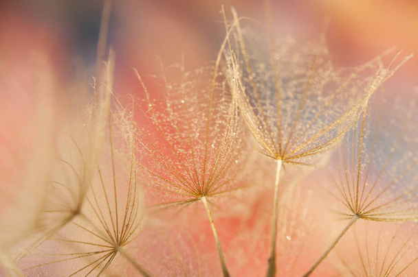 Dandelion seeds detail, macro photography  - Fotoğraf, Görsel