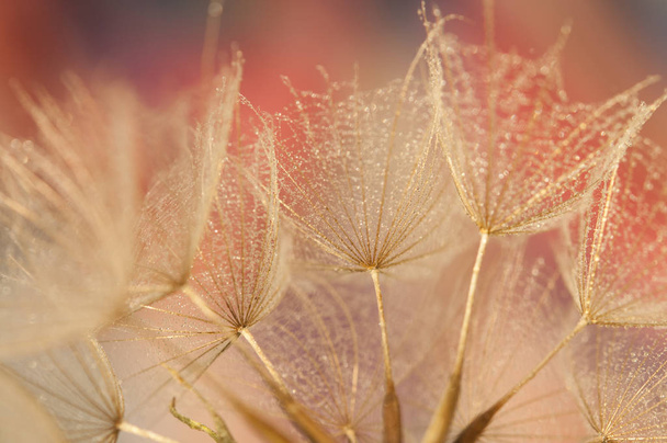 Детали семян одуванчика, макрофотография
  - Фото, изображение