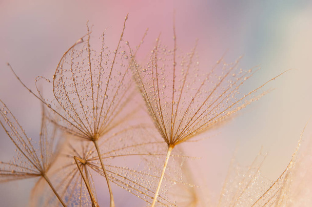 Dandelion seeds detail, macro photography  - Fotografie, Obrázek