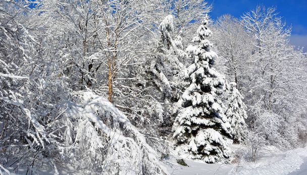 téli táj havas fákkal - Fotó, kép