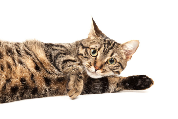 Внутренний египетский полосатый котёнок. Симпатичный молодой красный кот изолирован на абстрактном размытом белом фоне. Домашние животные, ветеринарная и рекламная концепция. Подробный студийный крупный план
 - Фото, изображение