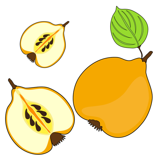 quince fruits - Vektor, obrázek