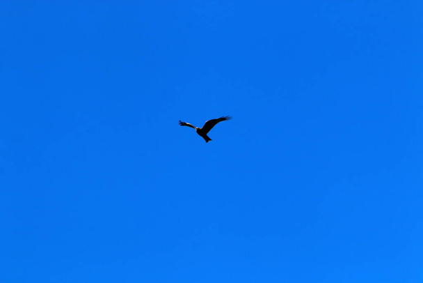 birds fly in the sky over the Mediterranean Sea in the north of Israel  - Фото, изображение