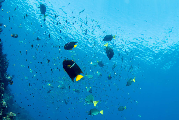 mergulho em recife colorido subaquático no méxico cortez mar cabo pulmo
 - Foto, Imagem