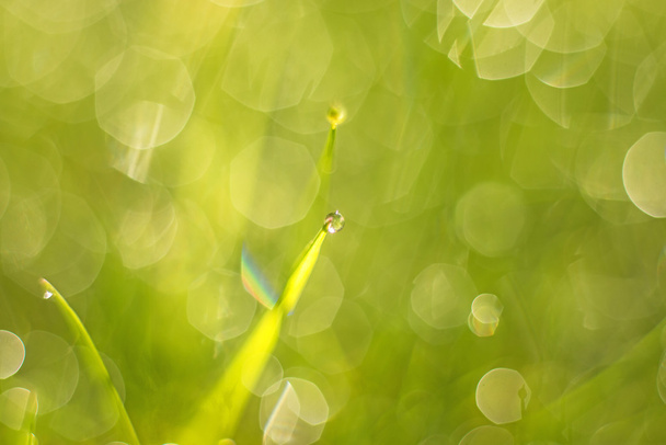 Трава з краплями роси
 - Фото, зображення