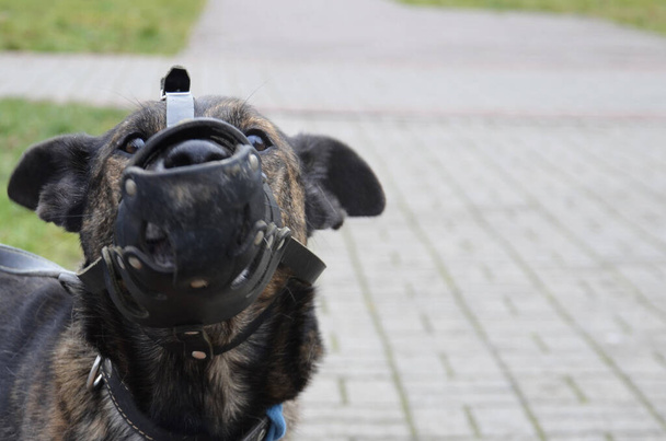 Porträt eines Hundes mit Maulkorb im Park. ein Haustier trägt einen Maulkorb - Foto, Bild