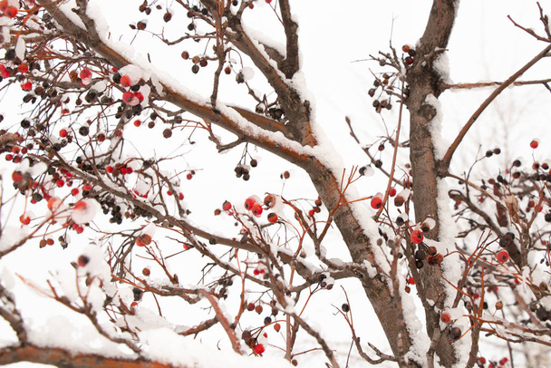 bagas secas em uma árvore na neve no inverno
 - Foto, Imagem