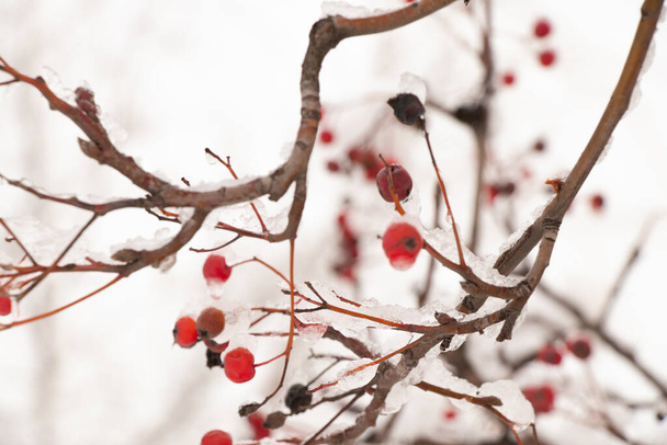 suche jagody na drzewie w śniegu zimą - Zdjęcie, obraz