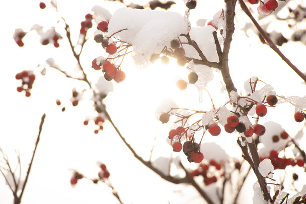 kuivia marjoja puussa lumessa talvella
 - Valokuva, kuva