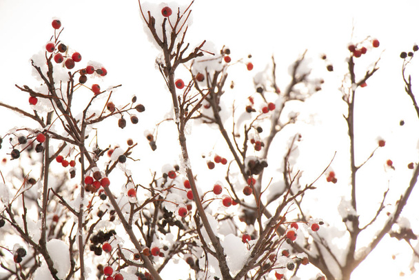 száraz bogyók egy fán télen a hóban - Fotó, kép